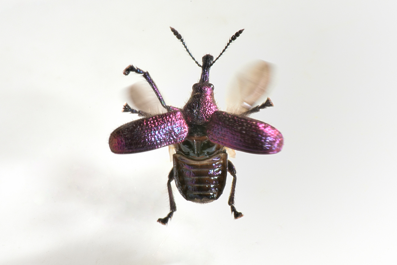 Rhynchitidae: Rhynchites bacchus?  S !